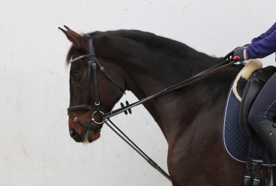 Hestevelfærd og ridesportens renommé. Glidetøjler forbudt i Schweiz