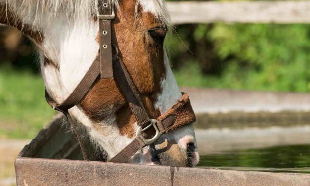 Hestens vandbehov på sommerfolden. Hvor meget drikker den?