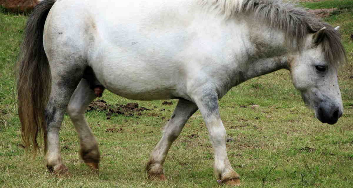Tips til at undgå at din hest eller pony bli’r forfangen
