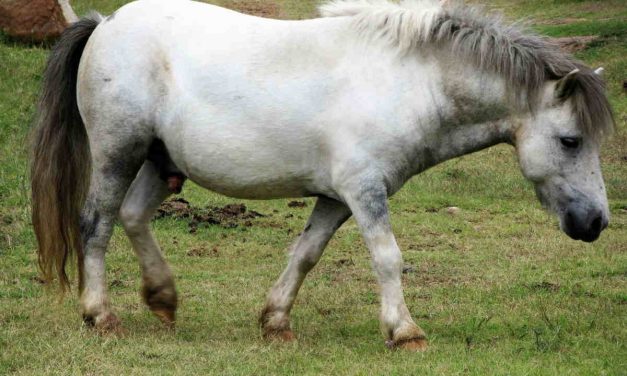 Tips til at undgå at din hest eller pony bli’r forfangen