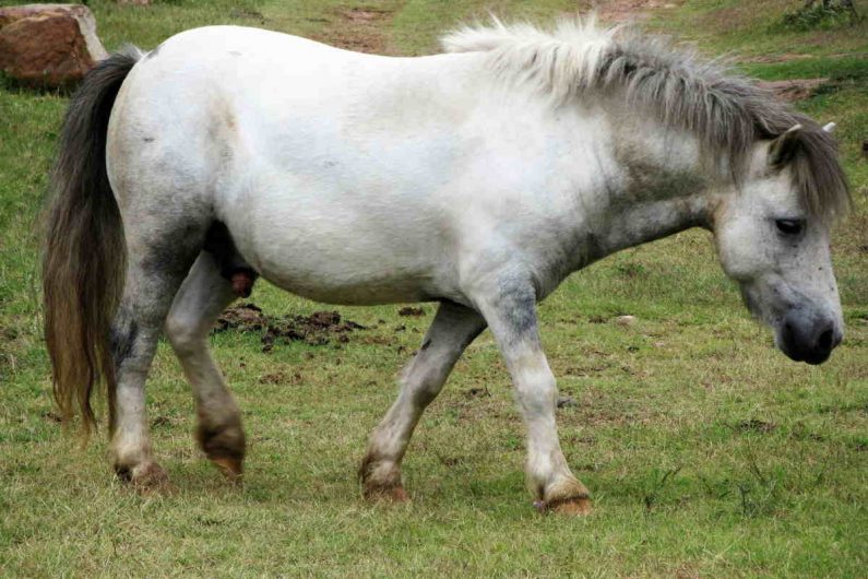 Tips til at undgå at din hest eller pony bli'r forfangen