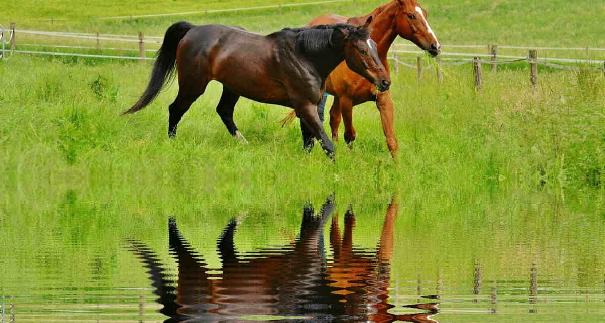 Fodring af heste på sommerfold. Forhold du skal ha’ med i planlægningen