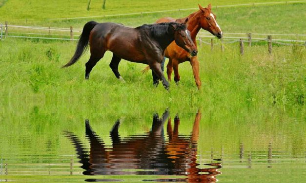 Fodring af heste på sommerfold. Forhold du skal ha’ med i planlægningen