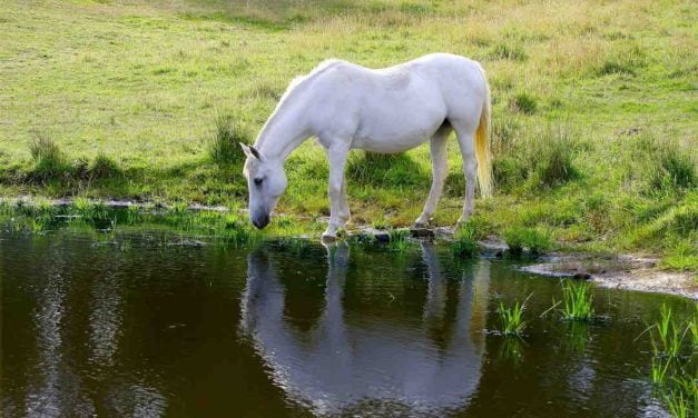 Effektiv nedkøling for vandglade heste