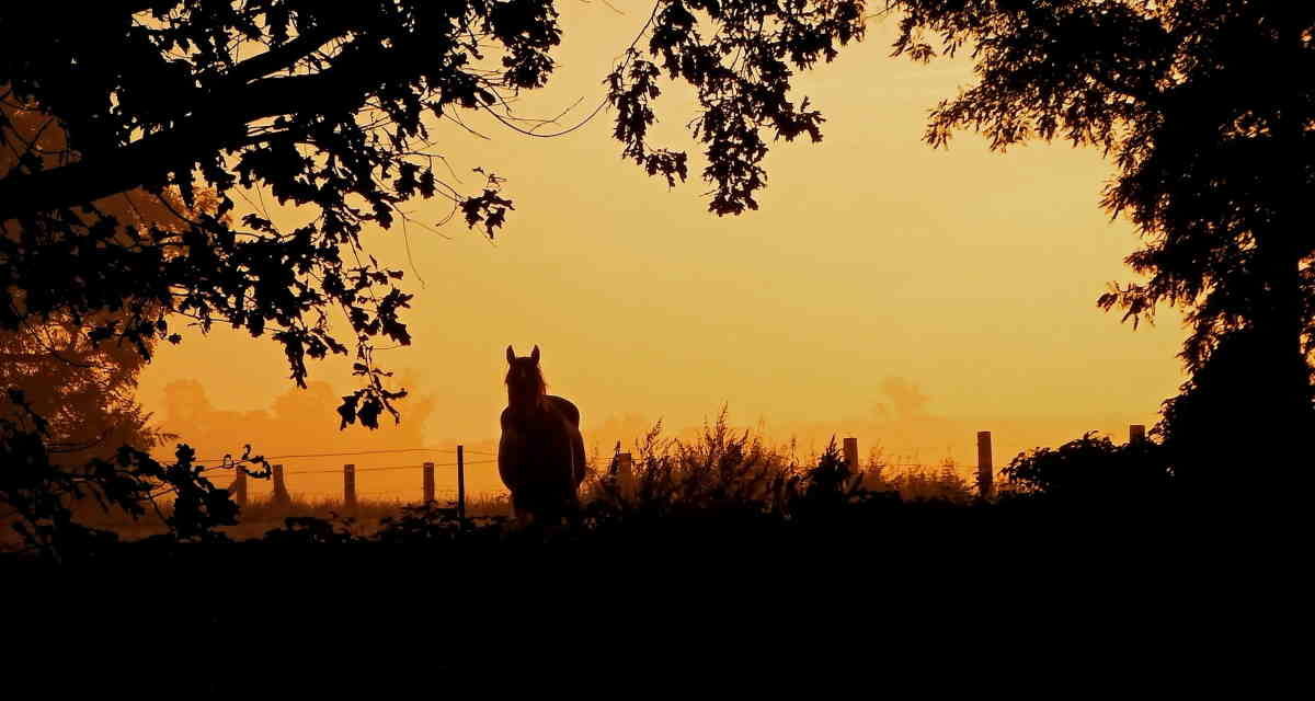 Land- og hesteejendomme til salg: Find dem på Hestefolkets ejendomsmarked