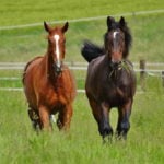 Hestens adfærd på fold og under opstaldning 3: Stimuli og bevægelse