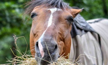 Hestens adfærd på fold og under opstaldning 4: Fodring