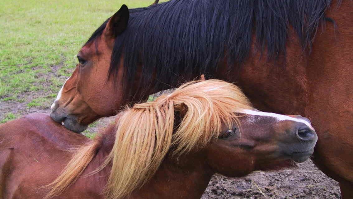 Hestens adfærd på fold og under opstaldning 2: Sociale behov
