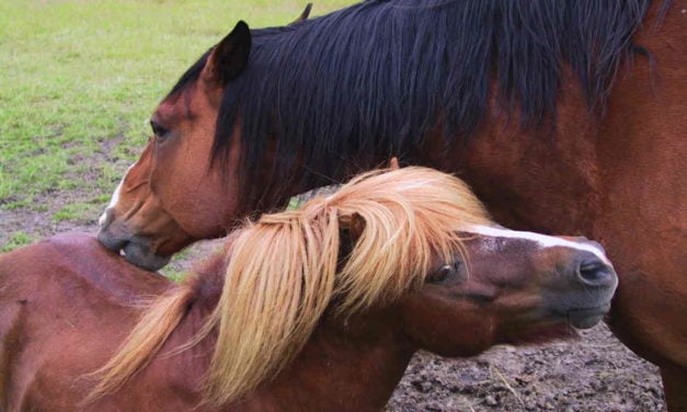 Hestens adfærd på fold og under opstaldning 2: Sociale behov