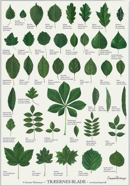 Plakat med træernes blade