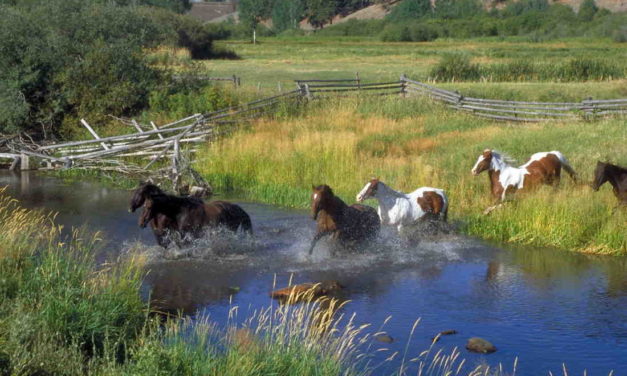 Rewilding: Udsætning af heste i naturen. Skal de klare sig selv?
