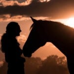 Hestevelfærd. Hvilke regler gælder for hold af heste?