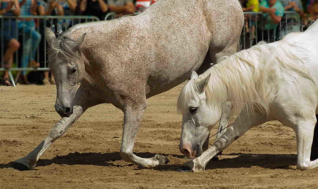 Cirkuskunster og agility for heste. Få tips og tricks til hvordan