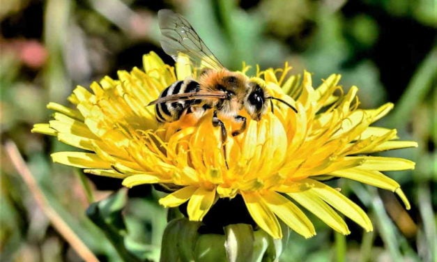 Hjælp vilde bier og få mer’ biodiversitet på din hesteejendom