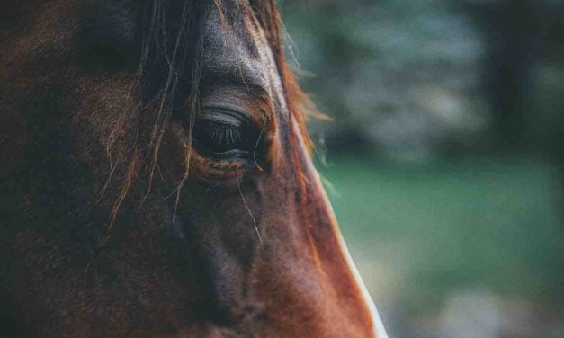 Hesteejer: Urimeligt at blive pålagt at overholde gældende lovgivning