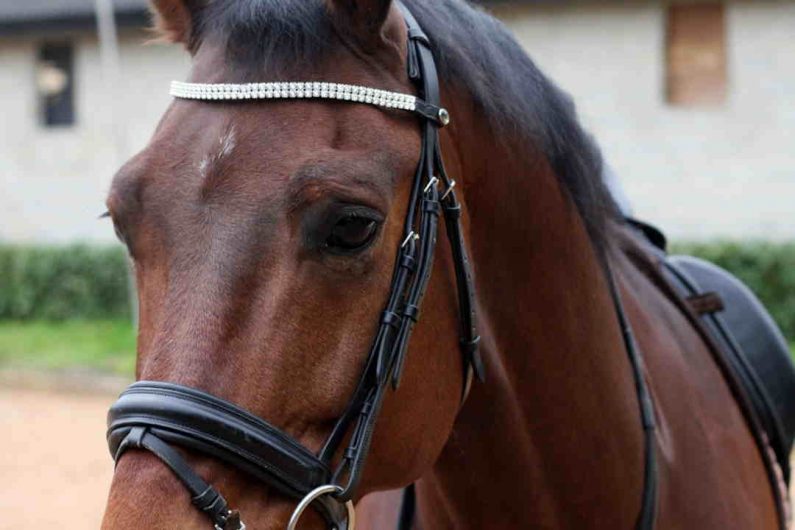 Forskning: Hestefagfolk overser tegn på stress hos heste