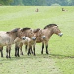 Hestens evolution undersøgt vha gammelt DNA fra Przewalskihesten