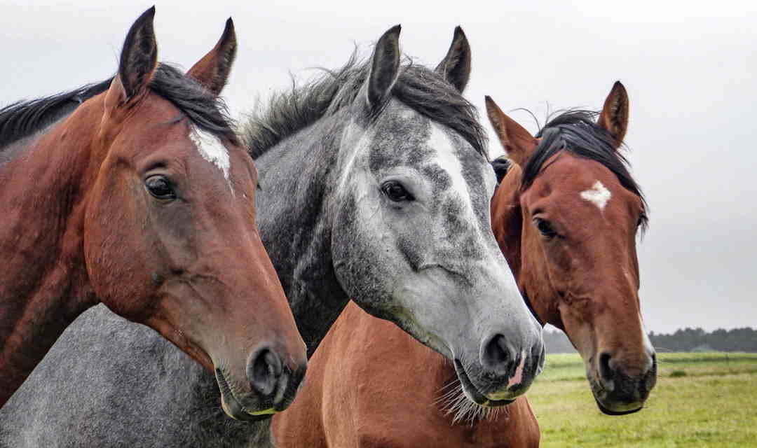 Heste med osteochondrose kan også handles