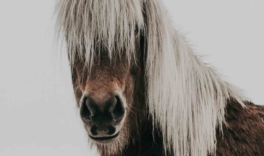 Islandsk hest. Islænderen er ‘Nordens fuldblod’