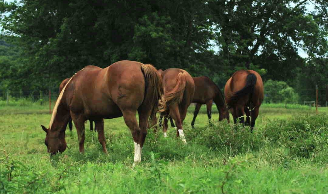 Sukkerindhold i græs. Hvornår er græsning bedst for heste?