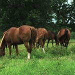 Sukker i græs. Hvornår er græsning bedst for heste?