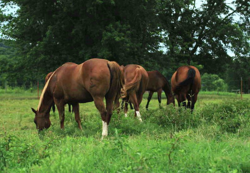 Sukkerindhold i græs. Hvornår er græsning bedst for heste?
