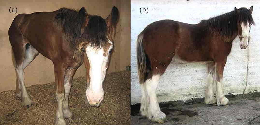 Græssyge hos heste. Symptomer, årsager og erfaring med behandling