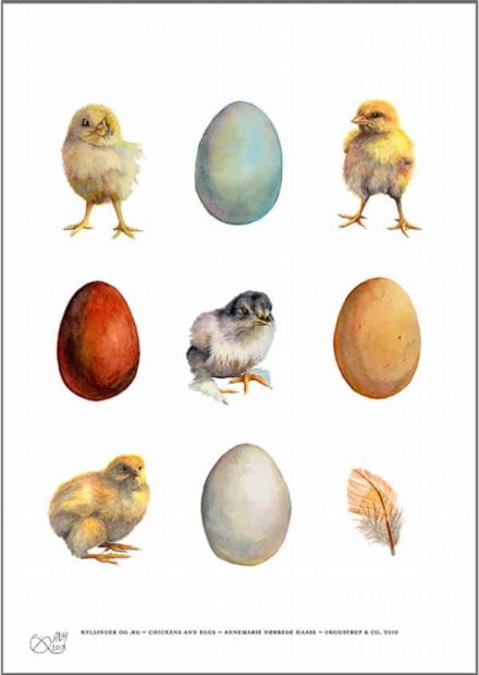 Æg, kyllinger og fjer / Kunsttryk A3