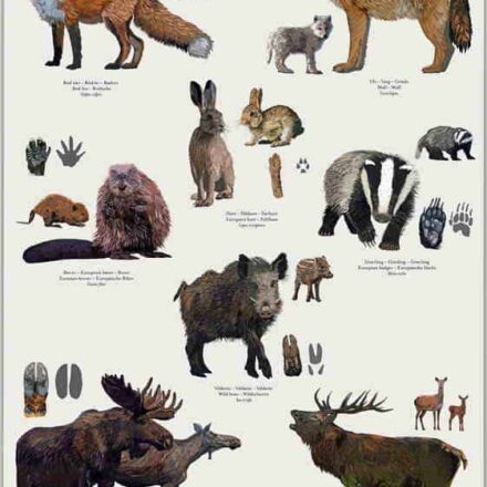 Plakat: Nordiske dyr og dyrespor