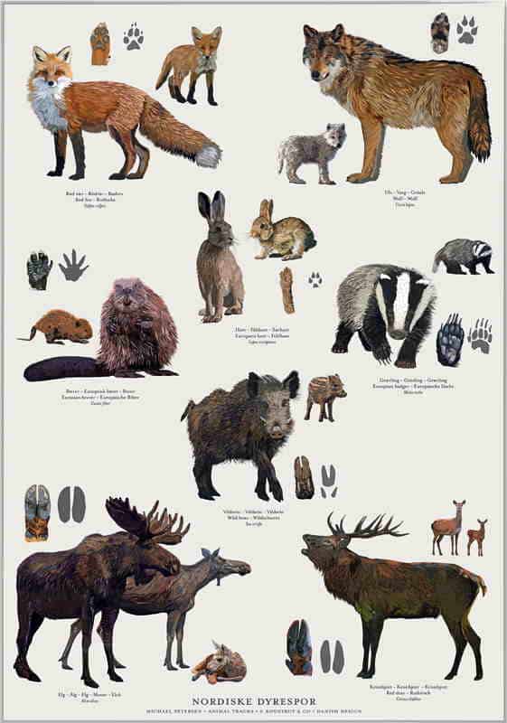 Plakat: Nordiske dyr og dyrespor