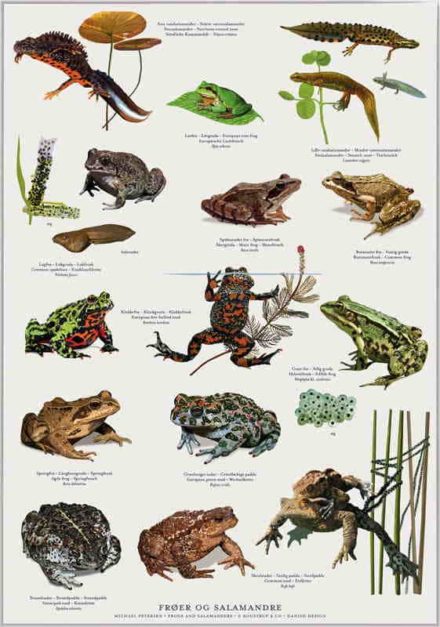 Plakat: Frøer, tudser og salamandre
