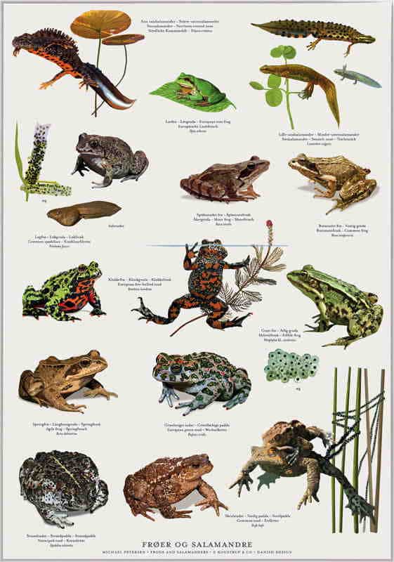 Plakat: Frøer, tudser og salamandre
