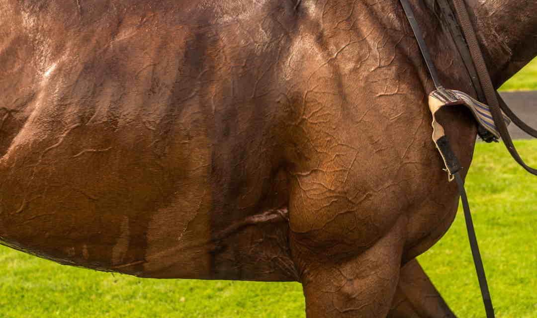 Elektrolytter når hesten har svedt eller har diarré