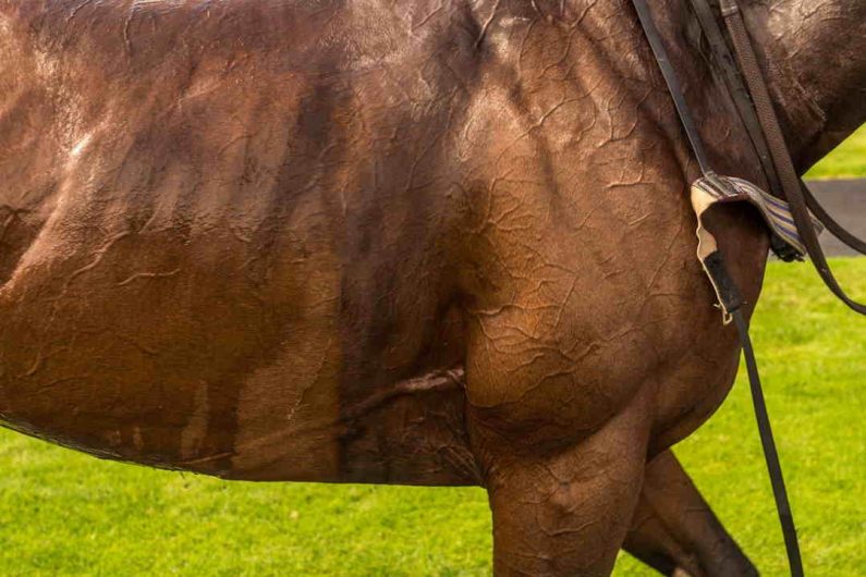 Elektrolytter når hesten har svedt eller har diarré