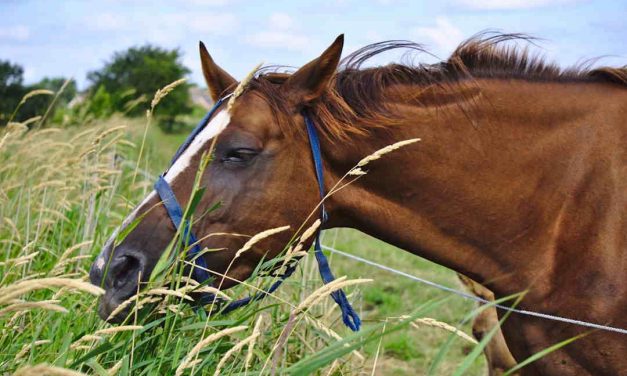 Foldskader: Gør hestefolden mere sikker og få færre skader