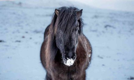 Islandske heste: Saltsild som proteintilskud