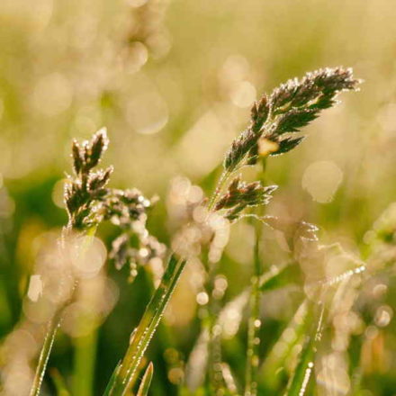 Grovfoderanalyse: Frisk græs med analyse for tørstof, træstof, energi- og proteinindhold og sukker