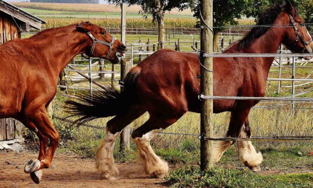 Stress og aggression hos opstaldet hest. Hvad gør vi?