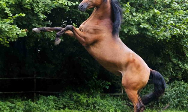 Ansvar hvis hingst bedækker hoppe i hestepension