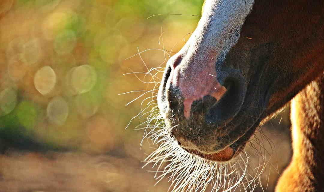 Herpesvirus hos heste. Smittespredning og karantæne?