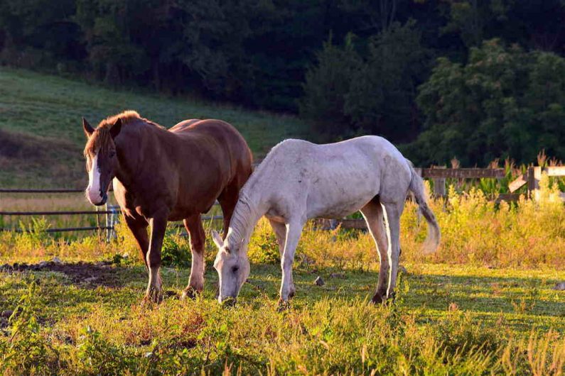 Oversigt: Planter der er giftige for heste