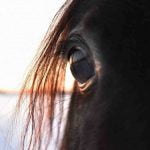 Stress og uønsket adfærd hos din hest. Sådan forebygger du