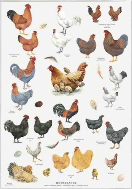 Hønseracer A4 plakat