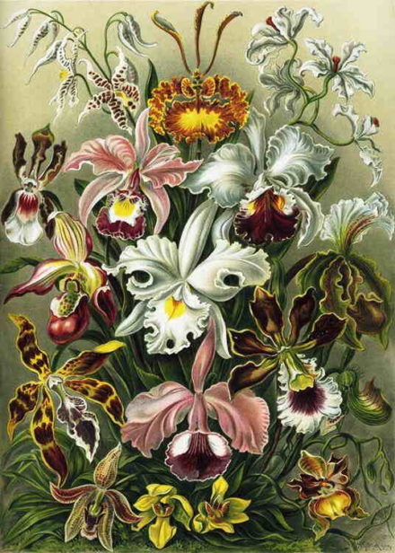 Orkidéer Kunsttryk A3