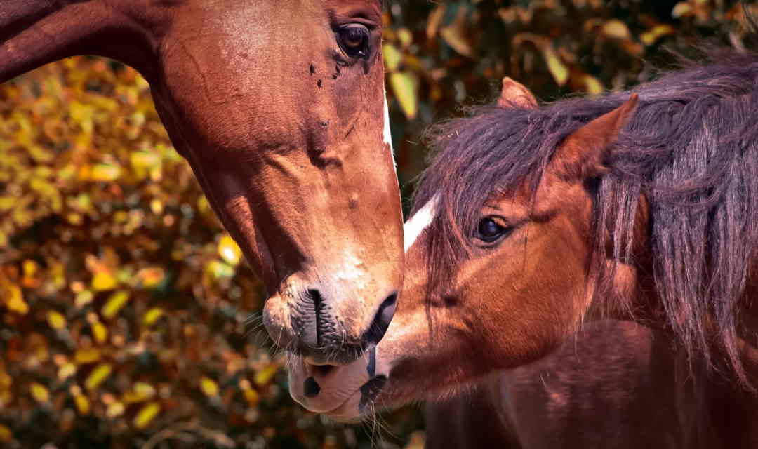 Udenlandske hestesygdomme. Få overblik i Fødevarestyrelsens database