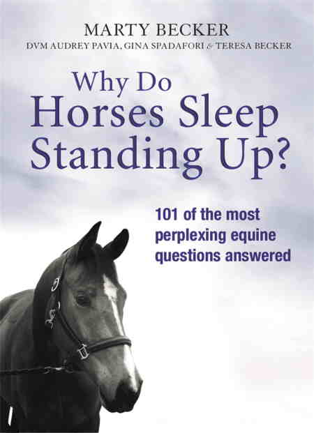 Hvorfor sover heste stående?