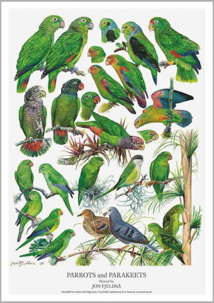 Grønne papegøjer plakat