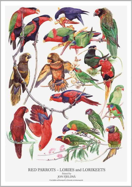 Plakat med røde papegøjer