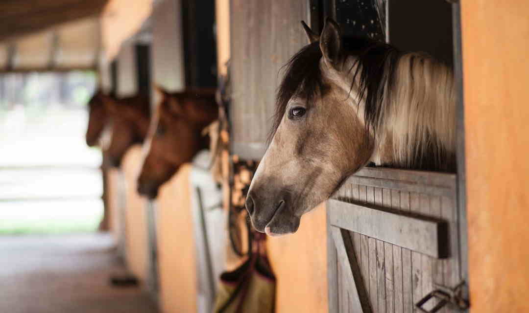 Hold af heste: Har du ansvaret for andres heste?