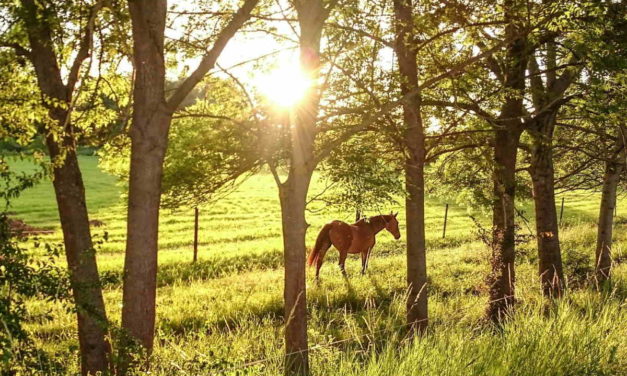 Odsherreds Landboforening: Totalrådgivning til Dig med heste og deltidslandbrug
